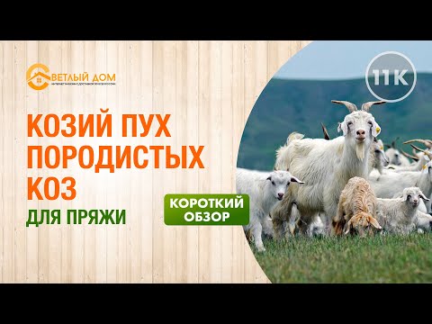 Видео: 11к. Обзор козьего пуха породистых коз. Козий пух для пряжи. Как выбрать козий пух? Краткий обзор.