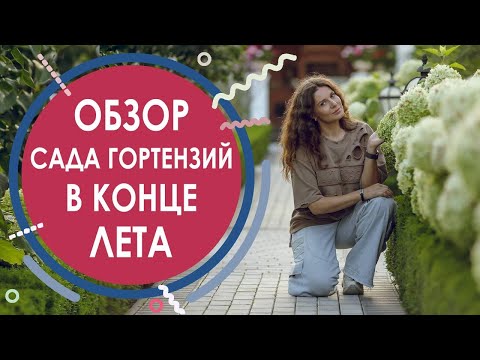 Видео: Обзор сада гортензий в конце лета
