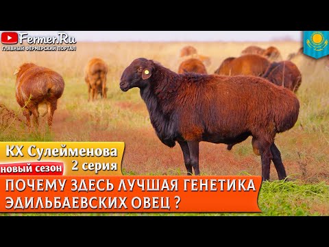 Видео: Эдильбаи Сулейменовых. Линейное разведение эдильбаевской породы и проверка потомства по поколениям