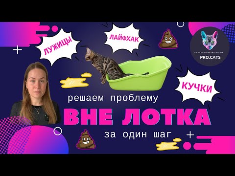 Видео: Кот ССЫТ И ГАДИТ где попало | Кошка не ходит в лоток | Решаем проблему за один шаг - ЛАЙФХАК