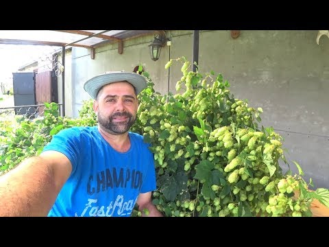 Видео: Хмель. Выращивание. Сушка. Вакуумирование.  Математика.