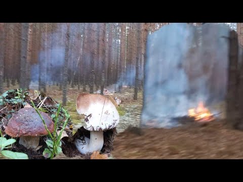 Видео: ГРИБЫ Белые , Боровые , Везде , Польские Гиганты , Поджёг Леса , Домой Со СЛЕЗАМИ 😭🥺20.10. 2022 г.