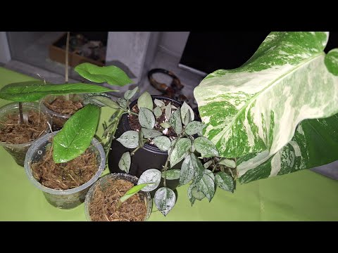 Видео: КОМНАТНЫЕ РАСТЕНИЯ(ЦВЕТЫ).ПОКУПКИ И ЦВЕТОЧНЫЕ ДЕЛА.КОНСКИЙ ПЕРЕГНОЙ ИЗ ФИКС ПРАЙС.