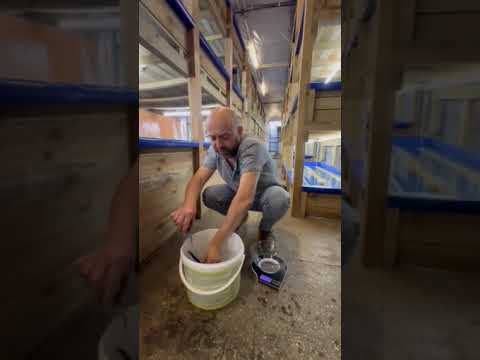 Видео: Вирощування австралійського рака Аккр бізнес на фермі #seafood #shrimp #food #fishing #zoocool #lobs