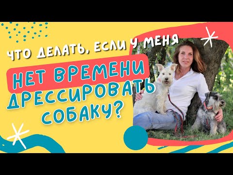Видео: Правильная прогулка с собакой!
