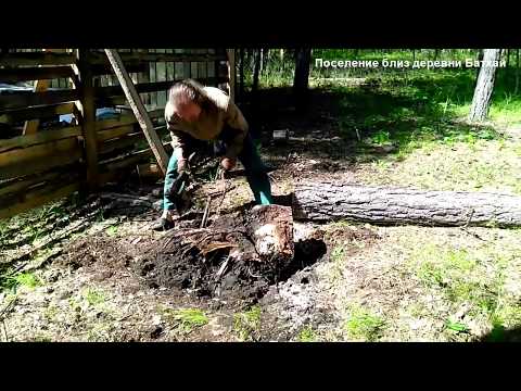 Видео: Ручная корчёвка деревьев, пней, часть 1.