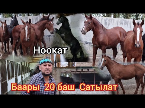 Видео: Ноокат  Бостон айылы  Абдусалам акеде   баары  20 баш  Сатууга Чыкты