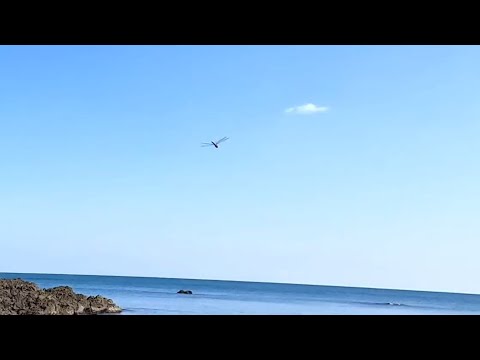 Видео: Янгнам , Южная Корея. Морская рыбалка с берега. Желтохвостая Лакедра 양남면, 방어
