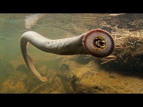 Видео: 10 Самых Жутких Водоемов в Мире