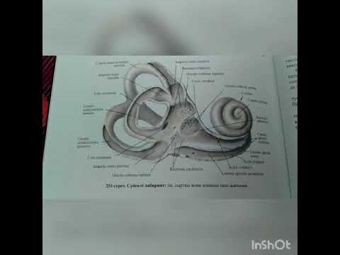Видео: Есту, тепе-теңдік және дәм сезу ағзасы: құрылысы және функциясы