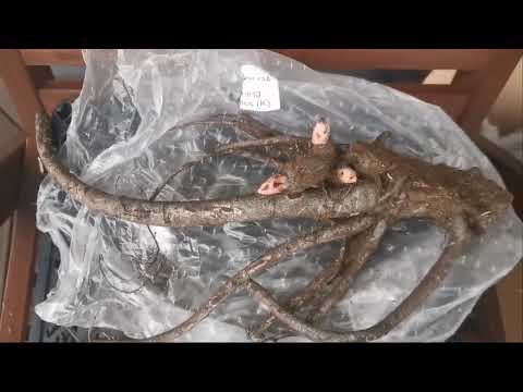 Видео: Получила корни пионов, очень расстроилась. И вы посмотрите какие они. 01.11.2025 восток Ленобласти