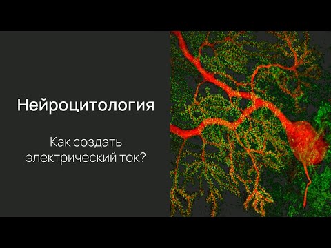 Видео: Нейробиология восприятия. Лекция 4. Цитология