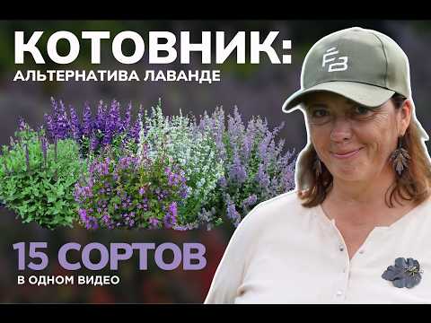 Видео: Котовник: Альтернатива Лаванде, Которая Растёт БЕЗ Ухода