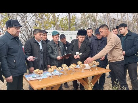 Видео: Келгуси йилар учун данак урик,ларни экиш охирлаб бормокда