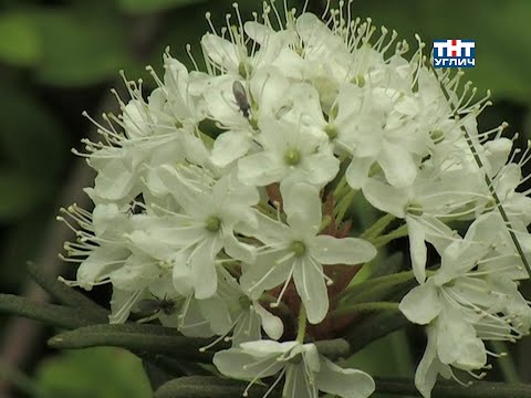 Видео: Наедине с природой. Багульник болотный | 2009
