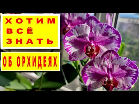 Видео: КУРКУМА И КОРИЦА ДЛЯ ОРХИДЕЙ! ЛОЖЬ ИЛИ ПРАВДА!? УХОД ЗА ОРХИДЕЯМИ В ВОПРОСАХ И ОТВЕТАХ! ХОТИМ ЗНАТЬ!