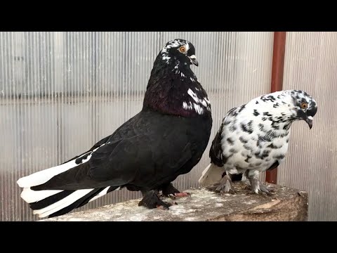 Видео: Обзор Николаевских голубей из маточника