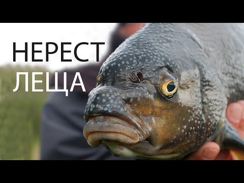 Видео: Нерест Леща на Десне
