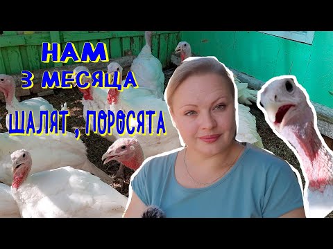Видео: индюкам 3 месяца