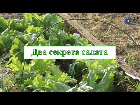 Видео: Два секрета выращивания салата