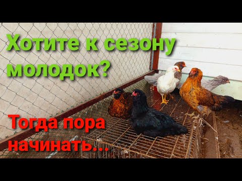 Видео: ХОТИТЕ НЕСУШЕК К ВЕСНЕ? Смотрите это видео!