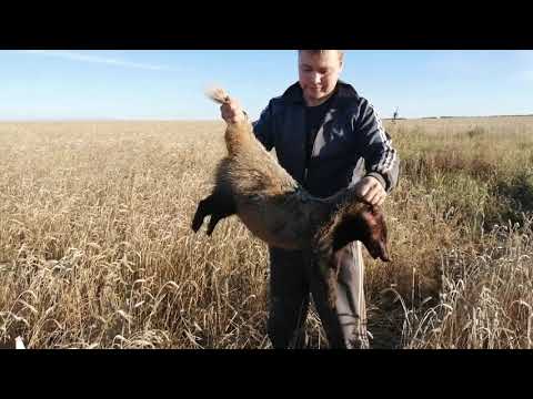 Видео: Охота на Барсука с Норными собаками. Badger Hunt.