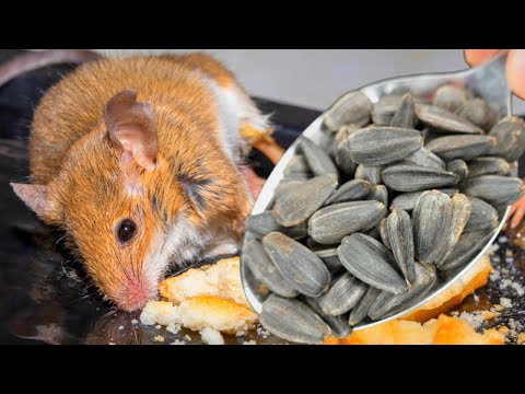 Видео: КАК ИЗБАВИТЬСЯ ОТ КРЫС И МЫШЕЙ ЗА 2 МИНУТЫ БЕЗ ЯДА И ЛОВУШЕК! 😱🐀