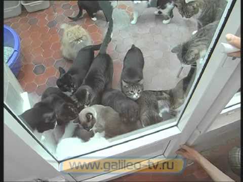 Видео: Галилео. Театр кошек