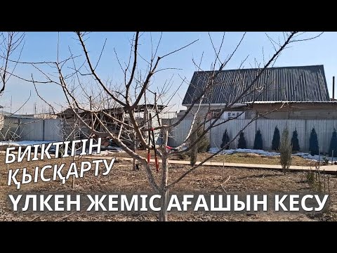 Видео: ҮЛКЕН ЖЕМІС АҒАШЫН КЕСУ, БИІКТІГІН ҚЫСҚАРТУ. нақты толық мәлімет