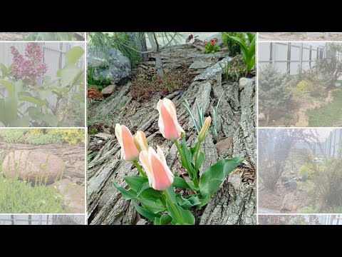 Видео: Прогулка по саду ,апрель.Весенние цветы тюльпаны,вейгела,цветение барбариса,сирени .Обзор цветников.