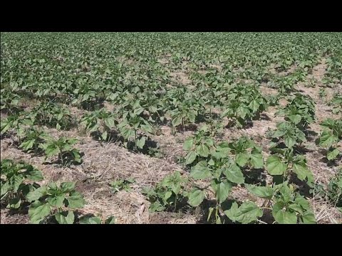 Видео: Кондитерский подсолнечник по технологии No-Till на Кубани.  Сорт СПК Плюс