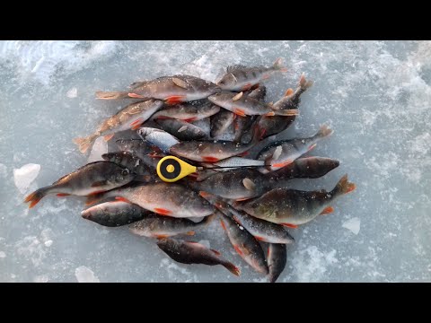 Видео: Ловля Окуня на Безмотылку. Рыбалка в Глухозимье. Подводные съемки.