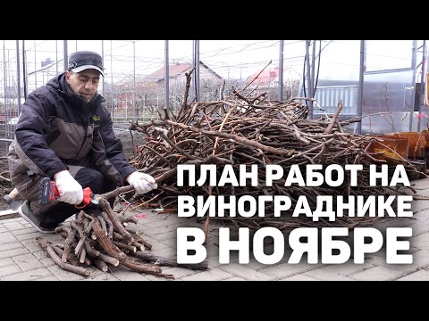 Видео: План работ на винограднике в ноябре