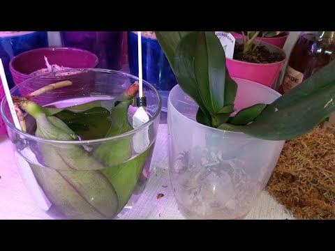 Видео: Термос Для ОРХИДЕИ КОРНИ ЛИСТЬЯ👍🔥Результат💣ЖИВОЙ ФИТИЛЬ СОК АЛОЭ В ПОМОЩЬ НОУ-ХАУ Лайфхак От МЕНЯ