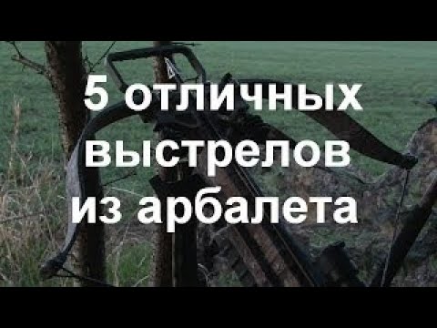 Видео: Теория и практика прямого выстрела из арбалета