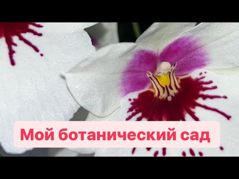 Видео: За окном буря , а у меня всегда тропическое лето 😊. Есть новые растения. Цветут орхидеи.