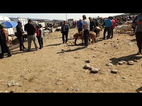 Видео: СОКУЛУК кой базар