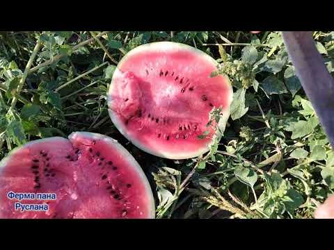 Видео: Який із кавунів солодший 🍉🍉🍉