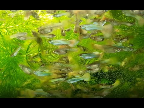 Видео: ГУППИ-ВАЖНЫЕ ДЕТАЛИ.АРТЕМИЯ-КАК СОХРАНИТЬ ЖИВОЙ