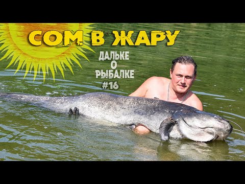 Видео: Как ловить СОМА в ЖАРУ? Где ловить СОМА | #Дальке о рыбалке 16