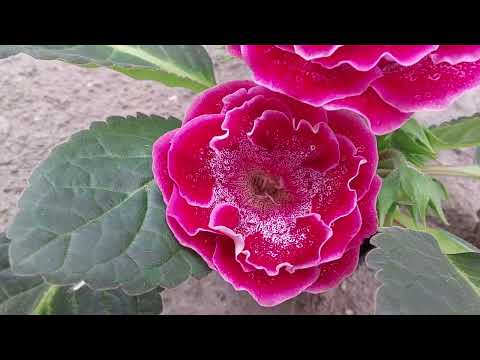 Видео: Расцвела наша Глоксиния🌸🪻🌱🏵🌸🌺
