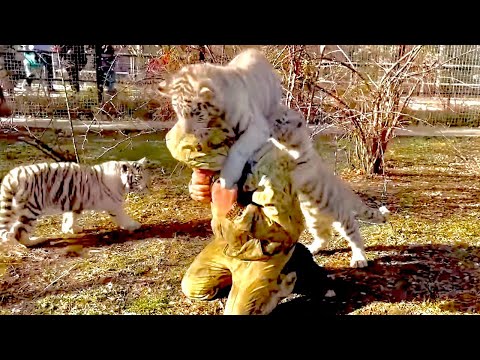 Видео: Посмотрите как белые бенгальские тигрята придумали ЗАПРЫГИВАТЬ на спину Олега Зубкова- ОХОТНИЧКИ !