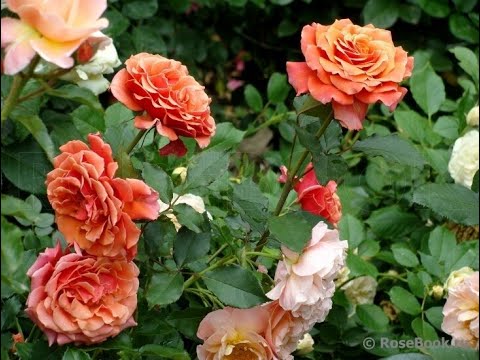 Видео: Новозеландские розы.  Почему они редкость в наших садах и какова их особенность?