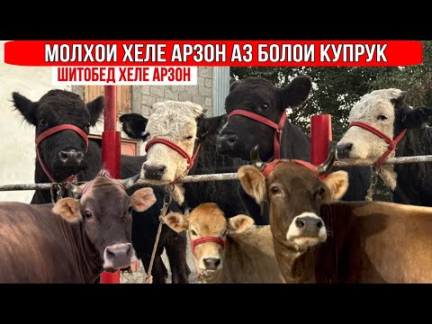 Видео: НАВОР АЗ БОЛОИ КУПРУК НАРХҲОИ ХЕЛЕ АРЗОН 10 октября 2025 г.
