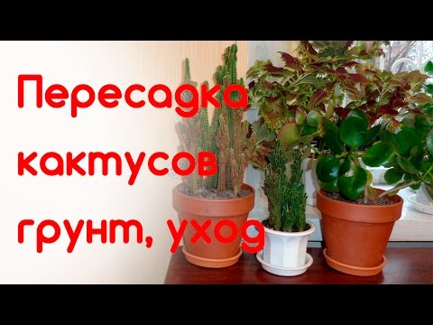 Видео: Пересадка кактусов, грунт для кактусов, уход