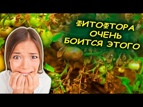 Видео: ВОТ ЧЕГО РЕАЛЬНО БОИТСЯ ФИТОФТОРА И МУЧНИСТАЯ РОСА. Средство от болезней томатов и винограда.