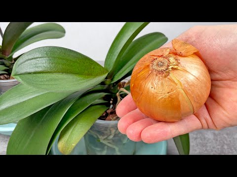 Видео: Нужна всего 1 луковица! И орхидея цветет как сумасшедшая круглый год! Топ-3 рецепта!