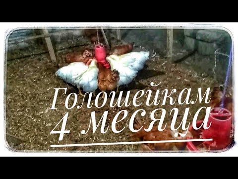 Видео: Куры Голошейка и Редбро 4 месяца | убираем лишних петухов, вес и итог выращивания.