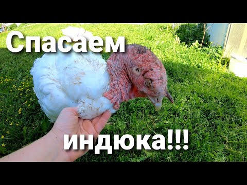 Видео: 🦃ВЗРОСЛОГО ИНДЮКА РАСКЛЕВАЛИ! / ЧТО ДЕЛАТЬ? / ЛЕЧИМ ИНДЕЙКУ