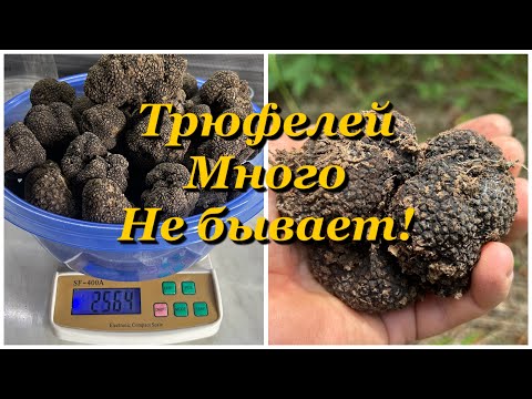 Видео: Трюфель правда такой редкий??? За трюфелями в 2025м часть 2я.массовый сбор Чёрного Трюфеля!